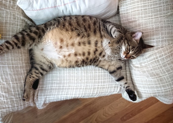 what is a chonky cat?