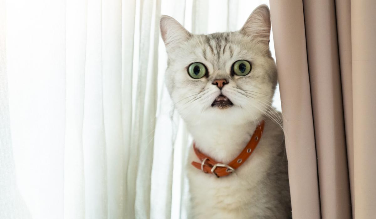 Cute cat looking spooked while standing by curtains