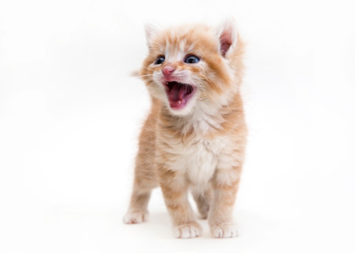 What Does It Mean When A Cat Is Screaming? 