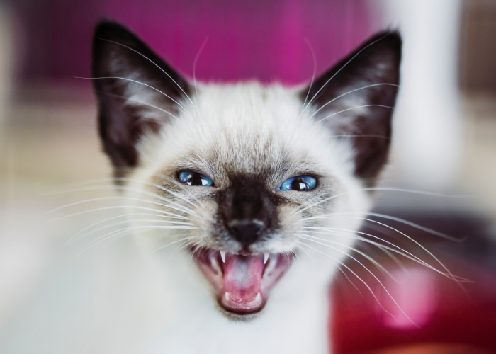 Cat Screaming — What It Sounds Like and What It Means - Catster