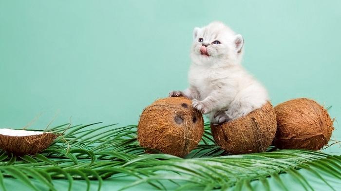 Image capturing a playful interaction between a cat and a coconut.