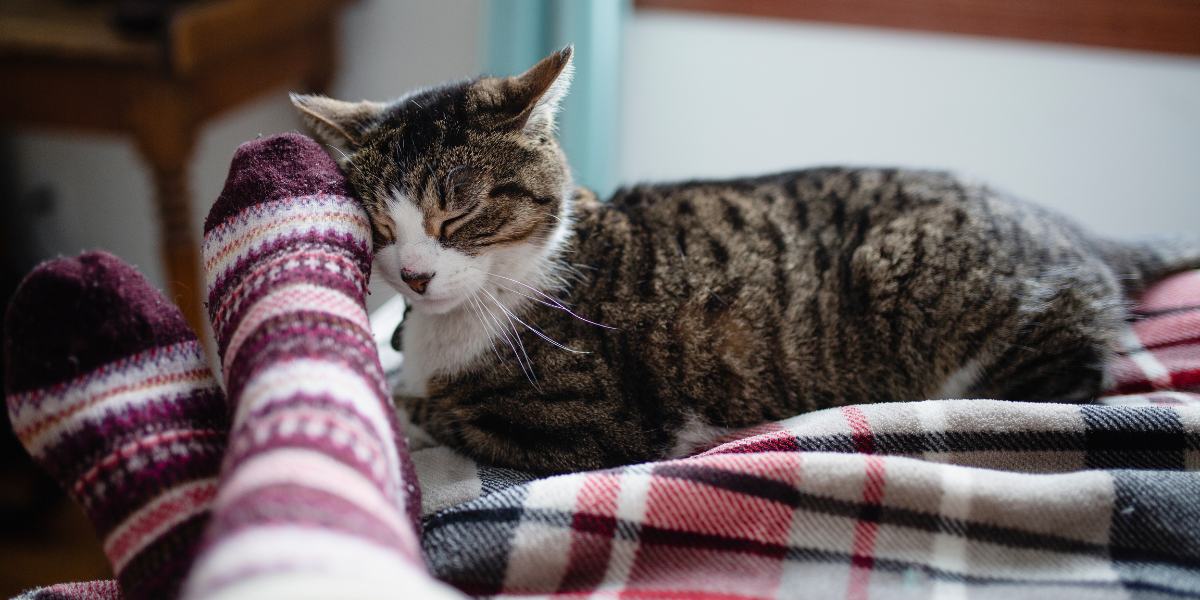 Do Cats Know When You're Sick?