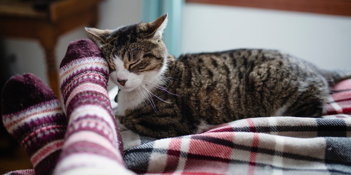 Do Cats Know When Their Humans Are Sick