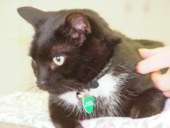 looking away black cat