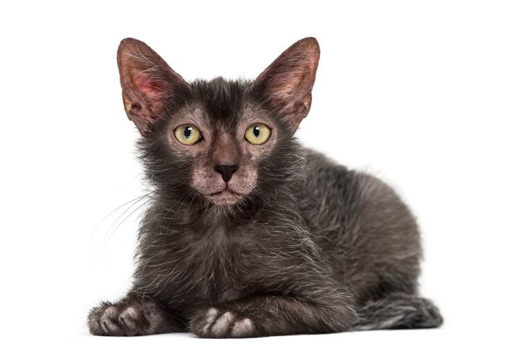 Lykoi best sale cats 101