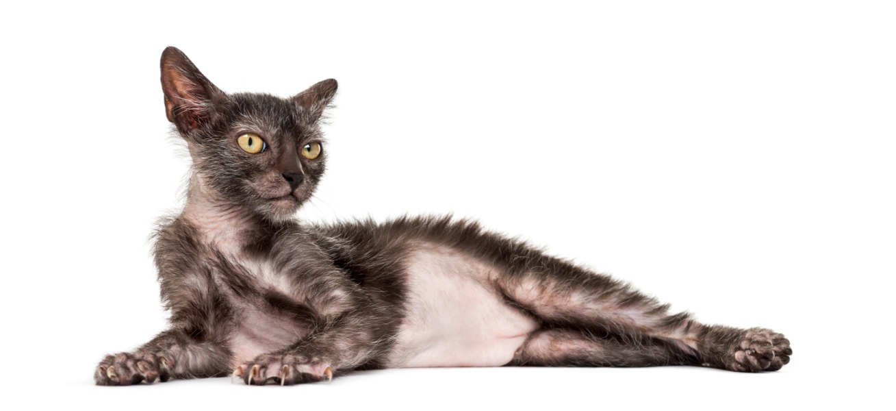 Lykoi cats hot sale for sale