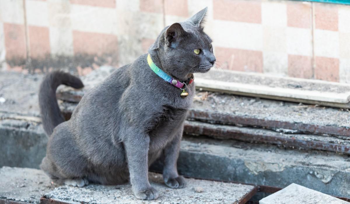 Cat urinating