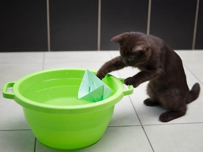 cat playing paper boat placed in the water bowl