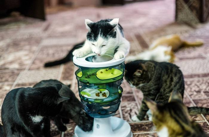 An image showcasing a puzzle feeder designed for cats, featuring various compartments and challenges to engage the cat's mind and encourage problem-solving while eating, providing both mental stimulation and nourishment.