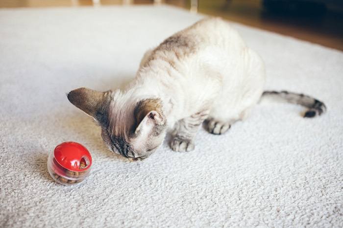 How to Introduce Your Cat to Puzzle Feeders