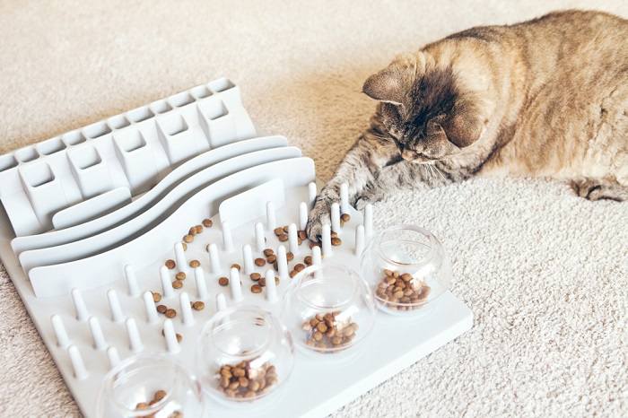 Turn plastic bottles into food puzzles - Food Puzzles for Cats