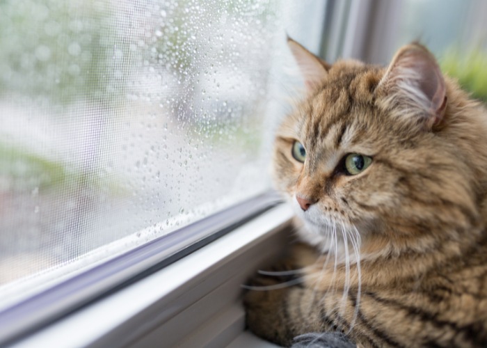 Melancholic cat gazing out of a window with a pensive expression, capturing a moment of contemplation and introspection.