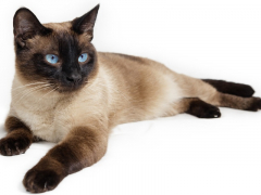 Graceful Siamese cat with striking blue almond-shaped eyes, short cream-colored fur, and distinctive dark points on its ears, face, paws, and tail, sitting elegantly and gazing curiously.