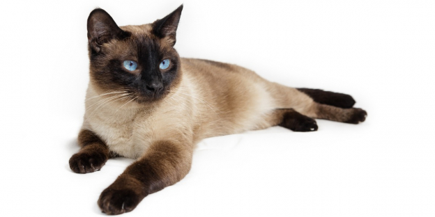 Graceful Siamese cat with striking blue almond-shaped eyes, short cream-colored fur, and distinctive dark points on its ears, face, paws, and tail, sitting elegantly and gazing curiously.