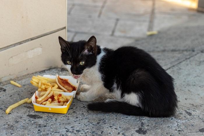 Image portraying a stray kitten eating French fries, highlighting the challenging circumstances that some stray animals face and the importance of responsible care and nutrition for all cats