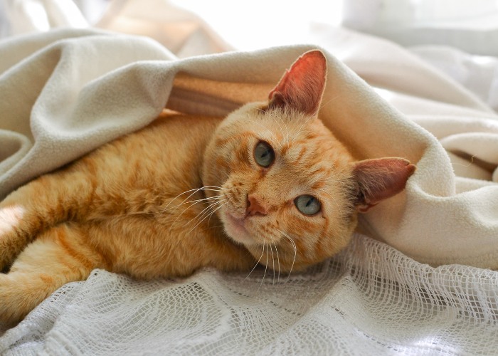 Sweet Orange Cat in Bed