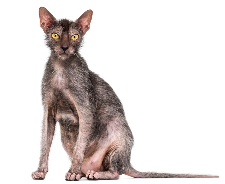 Werewolf store cat lykoi