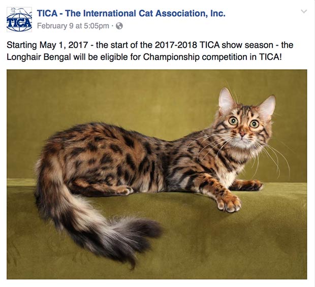 TICA (The International Cat Association) recognized long-haired Bengal cats, showcasing their unique and beautiful appearance.