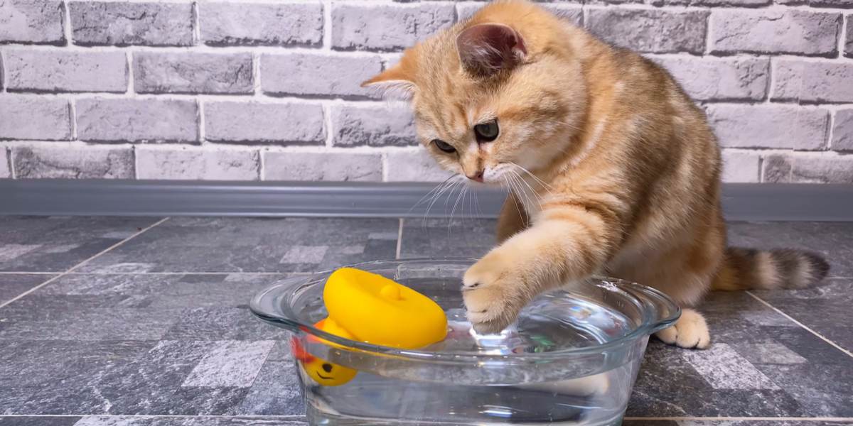 cat playing toy placed in the water bowl