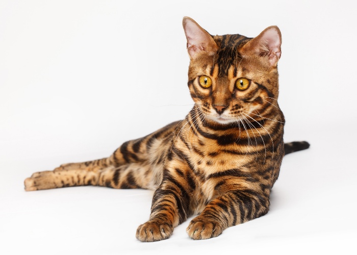 A traditional Bengal cat, highlighting the distinctive coat pattern and appearance of this feline breed.