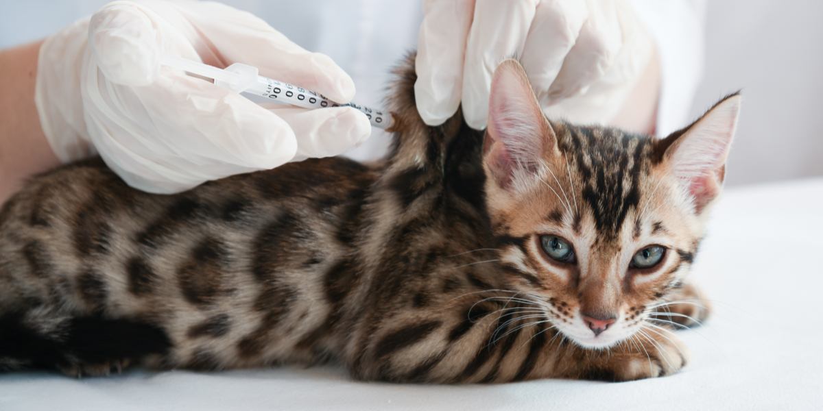 Injections shop for cats