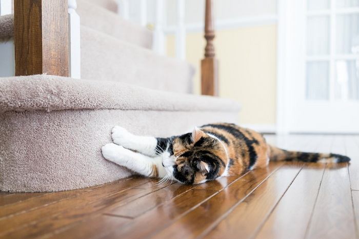 Unveiling the motives behind cats' scratching behavior, shedding light on their natural instincts.