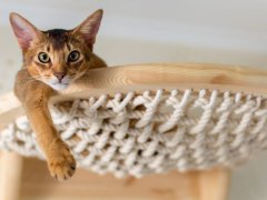 Close-up of an Abyssinian cat on wooden stairs, capturing its curious and adventurous spirit