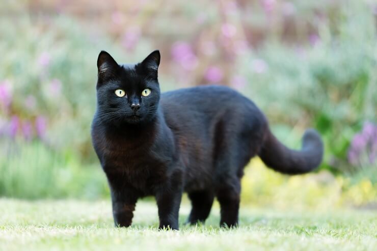 Black cat , exuding an air of mystery and elegance