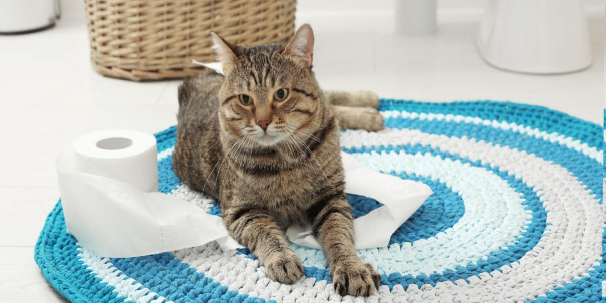 The image features a cat sitting or lying on a bathroom rug.
