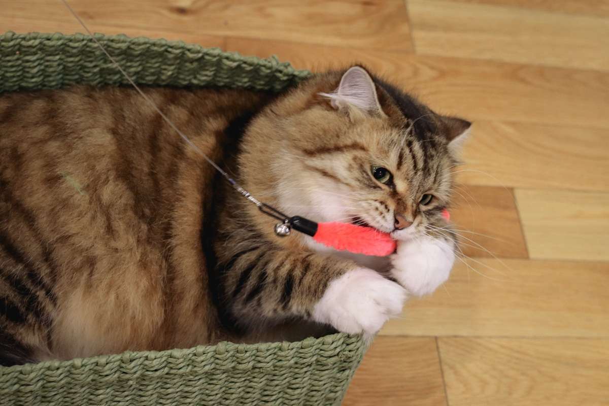 Brown White Siberian Cat Laying In Green Basket