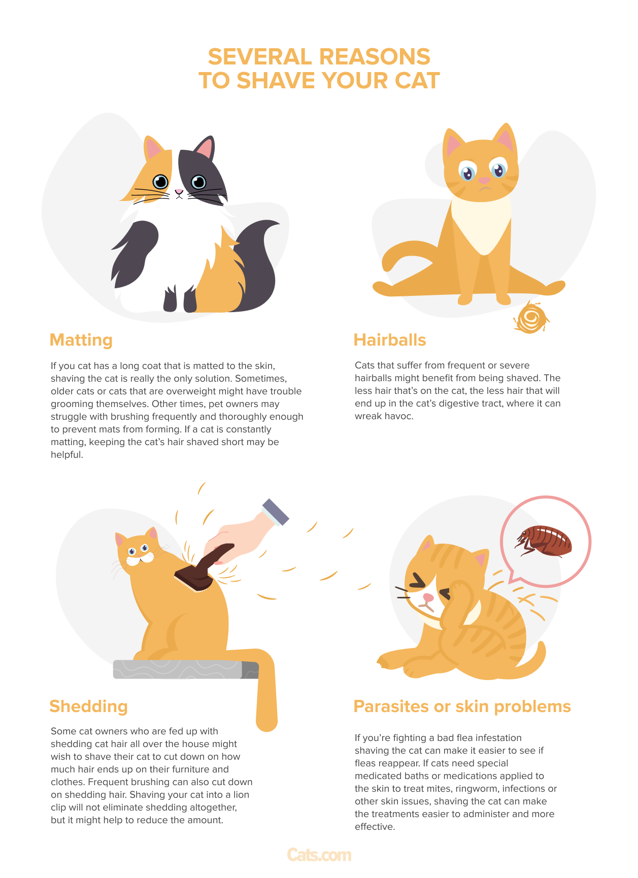 ¿Se puede afeitar a un gato? (La guía completa)