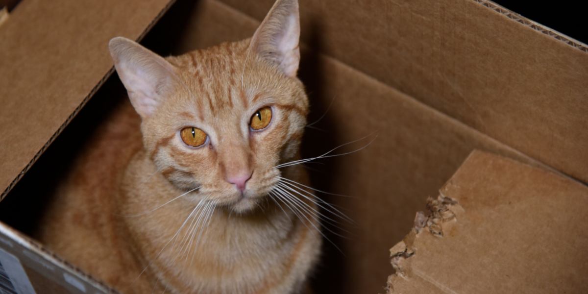 Why Does My Cat Chew Cardboard?  