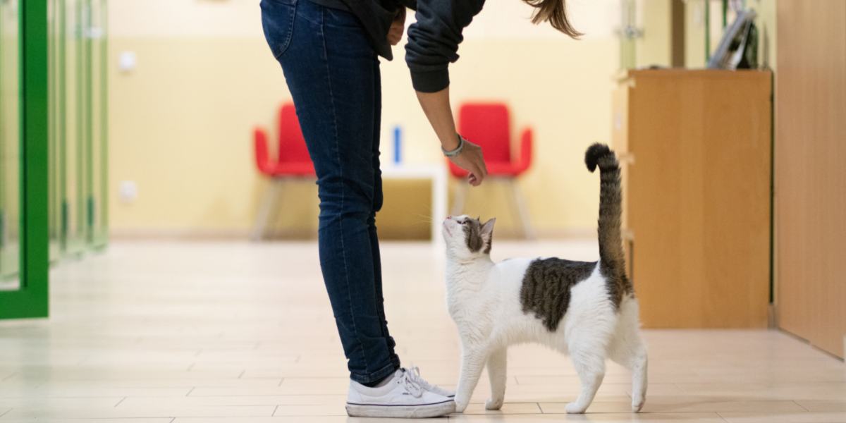 The image portrays a cat closely following a person, possibly with an inquisitive or attentive expression.