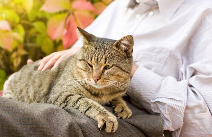 An evocative image capturing a cat in the act of purring, with its eyes closed and a serene expression, conveying the tranquil and soothing nature of this distinctive feline vocalization.