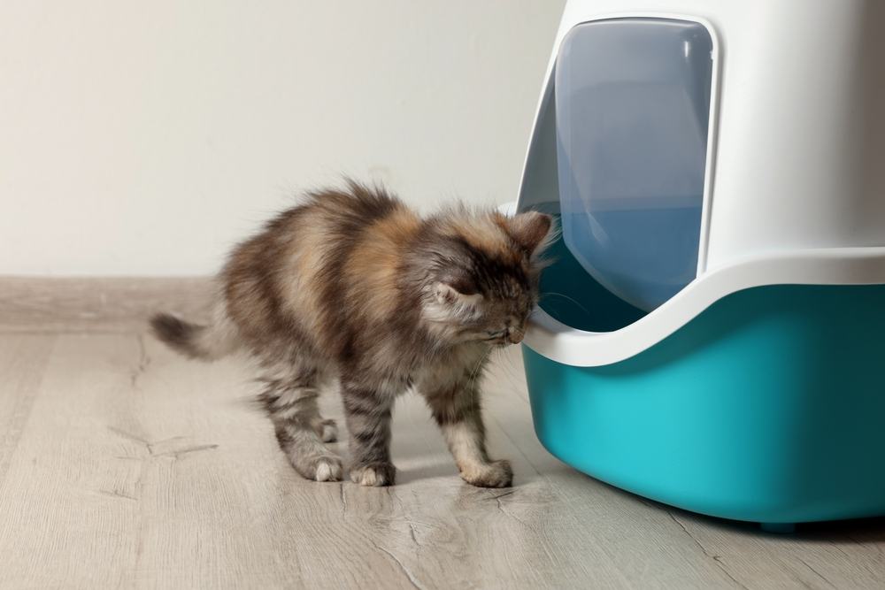 An image demonstrating a cat engaging in the behavior of scratching the sides of a litter box. The scene highlights the cat's instinctual urge to mark its territory and create a comfortable environment, showcasing a common behavior associated with litter box usage.