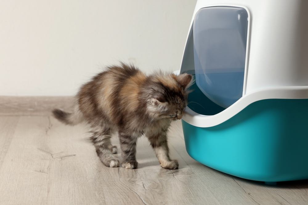 Cat keeps scratching on sale in litter box