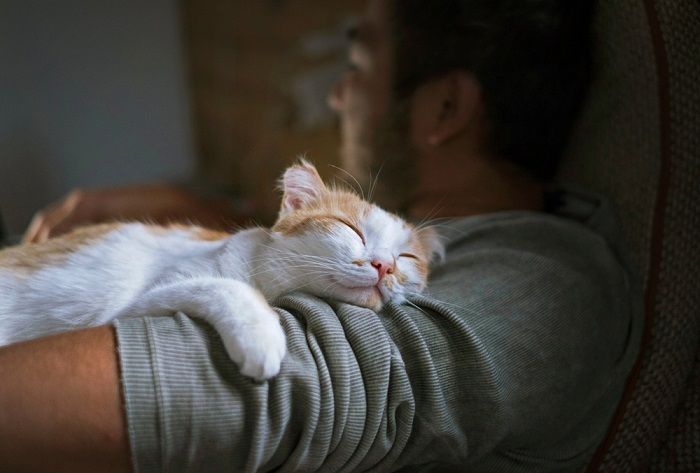 An image illustrating a cat that seems to be purring constantly, possibly suggesting a scenario of ongoing comfort, contentment, or relaxation, showcasing the rhythmic and soothing nature of feline purring behavior.