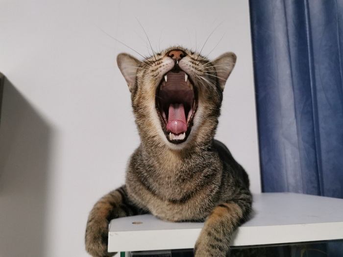cat engaged in a vocal duet, one howling and the other meowing, showcasing their diverse and expressive range of communication techniques.