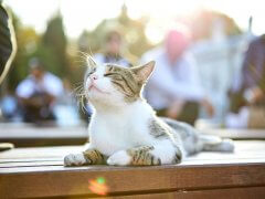 Cat on the street of Istanbul, Turkey