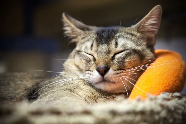An image depicting a cat in a state of contentment, displaying a relaxed posture and possibly half-closed eyes, capturing the serene and peaceful nature of a satisfied feline.