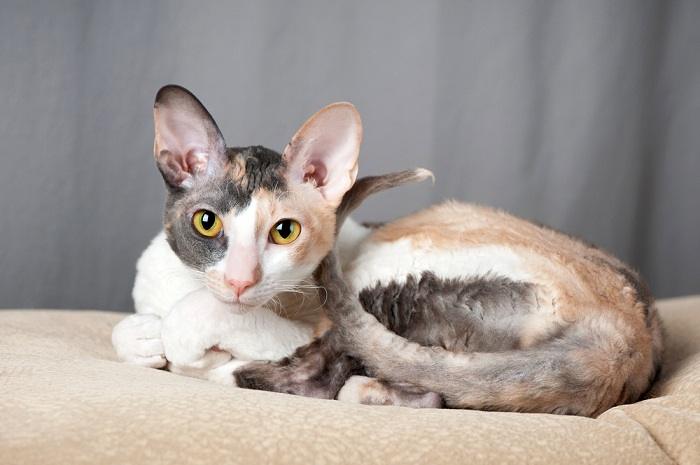 An image capturing the captivating appearance of a Cornish Rex cat, known for its distinctively curly coat and graceful stance, highlighting the unique charm of this feline breed.