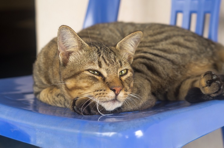 An image portraying a cat that appears to be feeling unwell, exhibiting subdued behavior, possibly due to discomfort, highlighting the importance of recognizing signs of illness and seeking appropriate care for the feline's well-being.