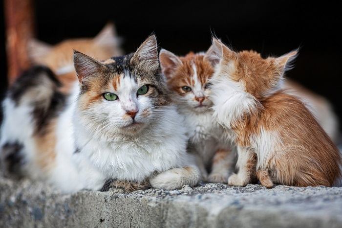 Feral cats are afraid of humans, illustrating the cautious and skittish nature of feral feline populations.
