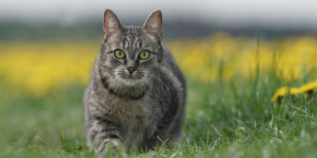 200 Best German Cat Names With Meaning