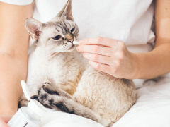 How To Give Your Cat A Pill-compressed