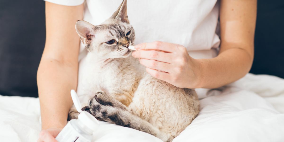 administering medication to cat