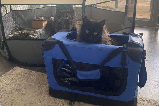 How To Get A Cat Into A Carrier: 6 Steps For Success