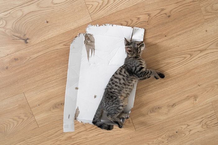 Kitten finding fun in cardboard.