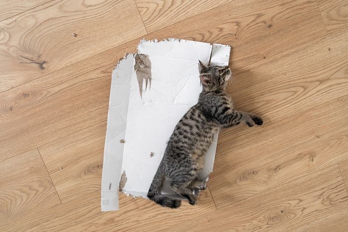 Cat eats outlet cardboard