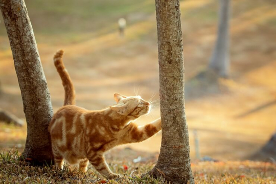 Do Cats Knead To Mark Territory photo